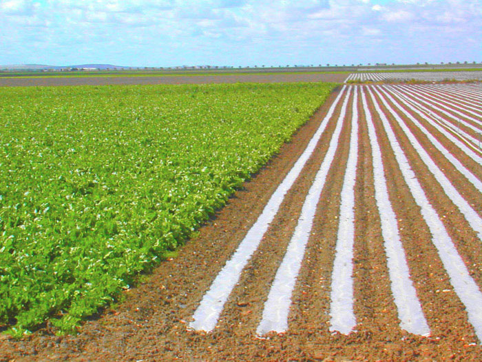 Ingeniería Técnica Agrícola